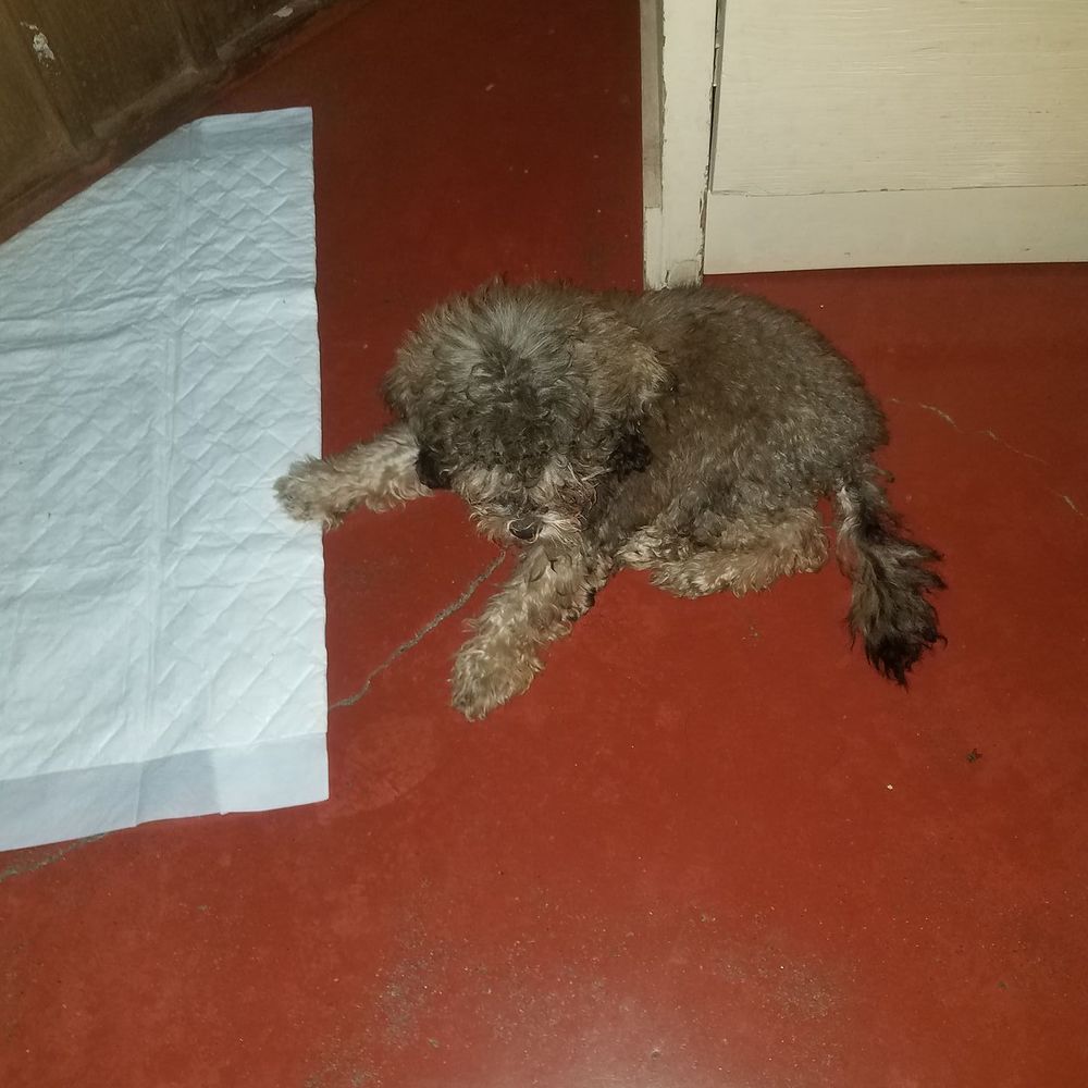 Meet your Posher, Valeria